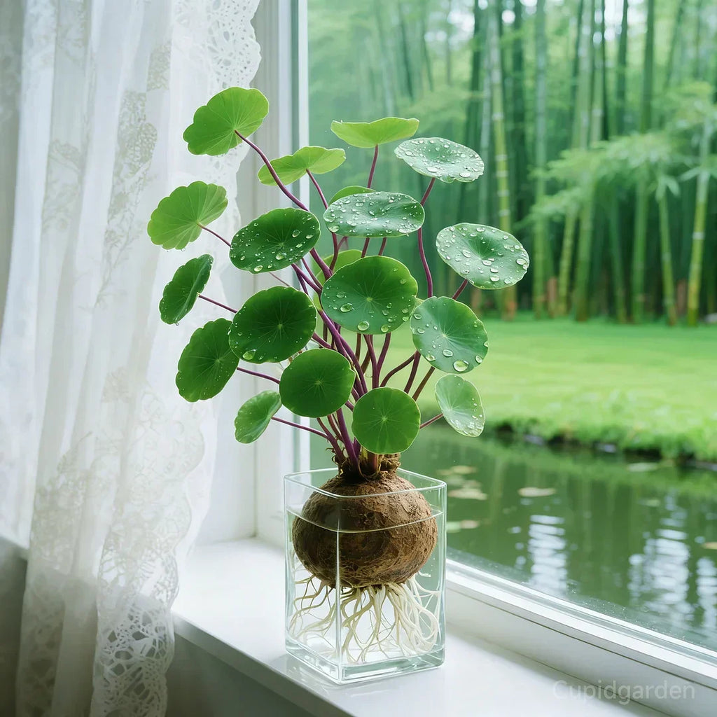 🎈🪴Racine de Rattan-Stephania erecta : La plante d'intérieur la plus robuste pour les personnes paresseuses🌿