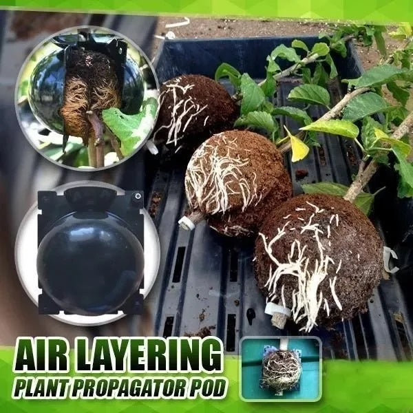 Multiplicateur de racines de plantes (5 pièces)