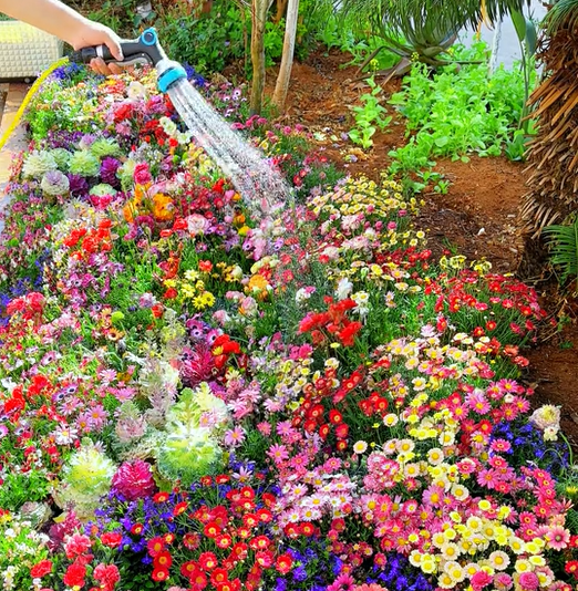 FlowerBloom™ | Mélange de fleurs vivaces pour une floraison toute l'année