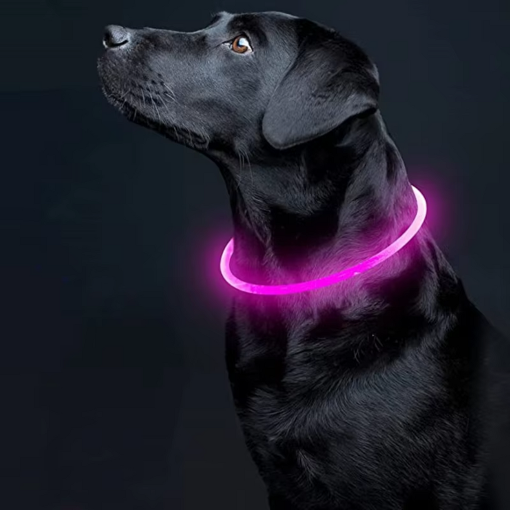 Collier LED GlowSafe pour Chien – Lumière de Sécurité Rechargeable USB