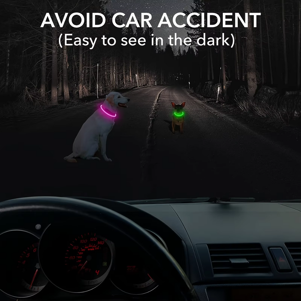 Collier LED GlowSafe pour Chien – Lumière de Sécurité Rechargeable USB