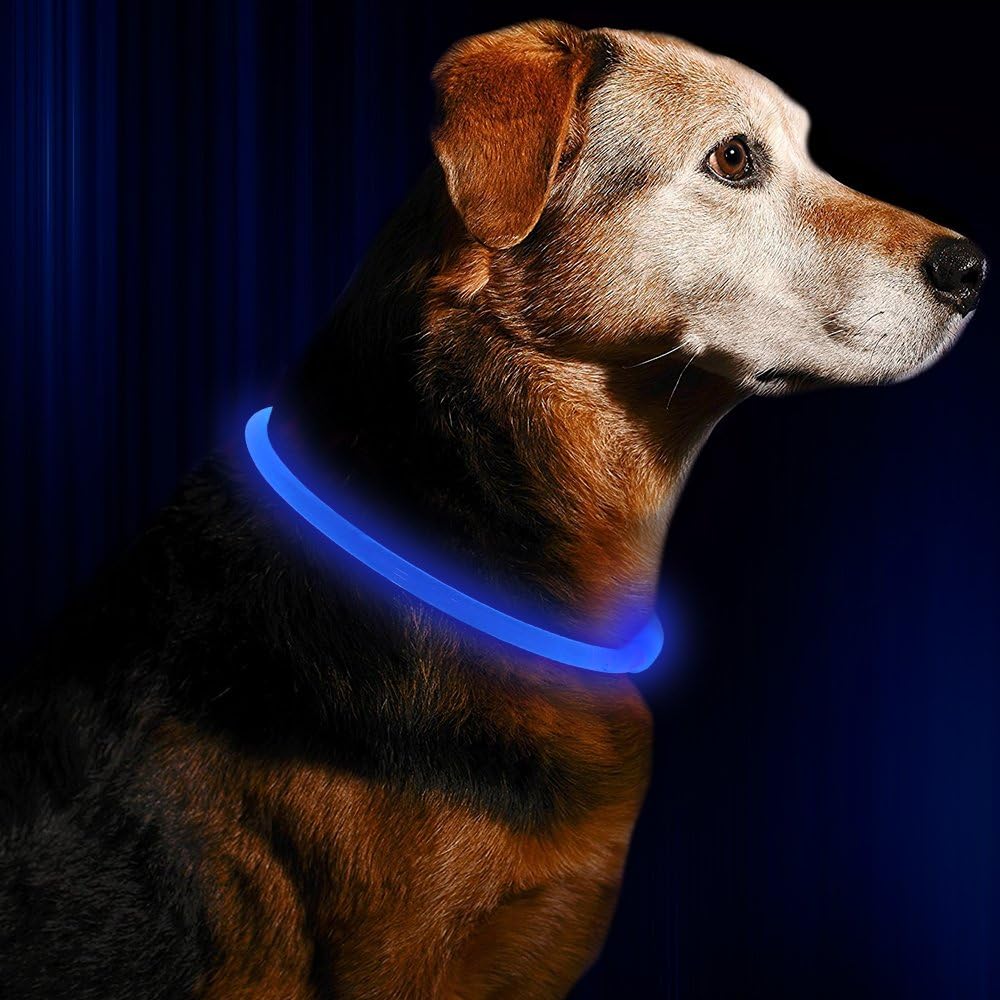 Collier LED GlowSafe pour Chien – Lumière de Sécurité Rechargeable USB