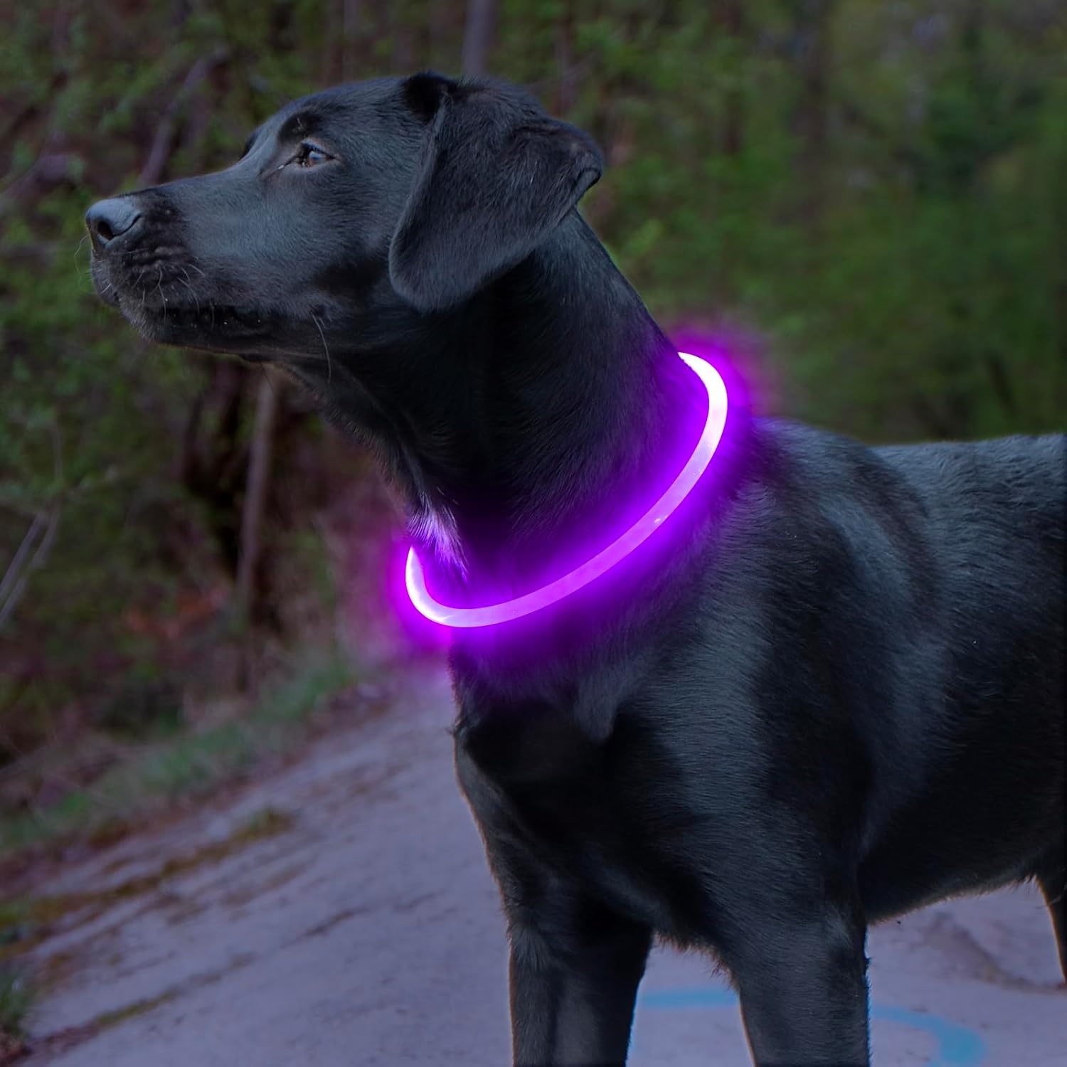 Collier LED GlowSafe pour Chien – Lumière de Sécurité Rechargeable USB