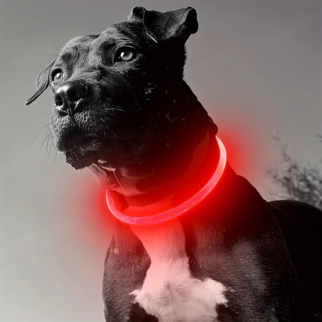 Collier LED GlowSafe pour Chien – Lumière de Sécurité Rechargeable USB
