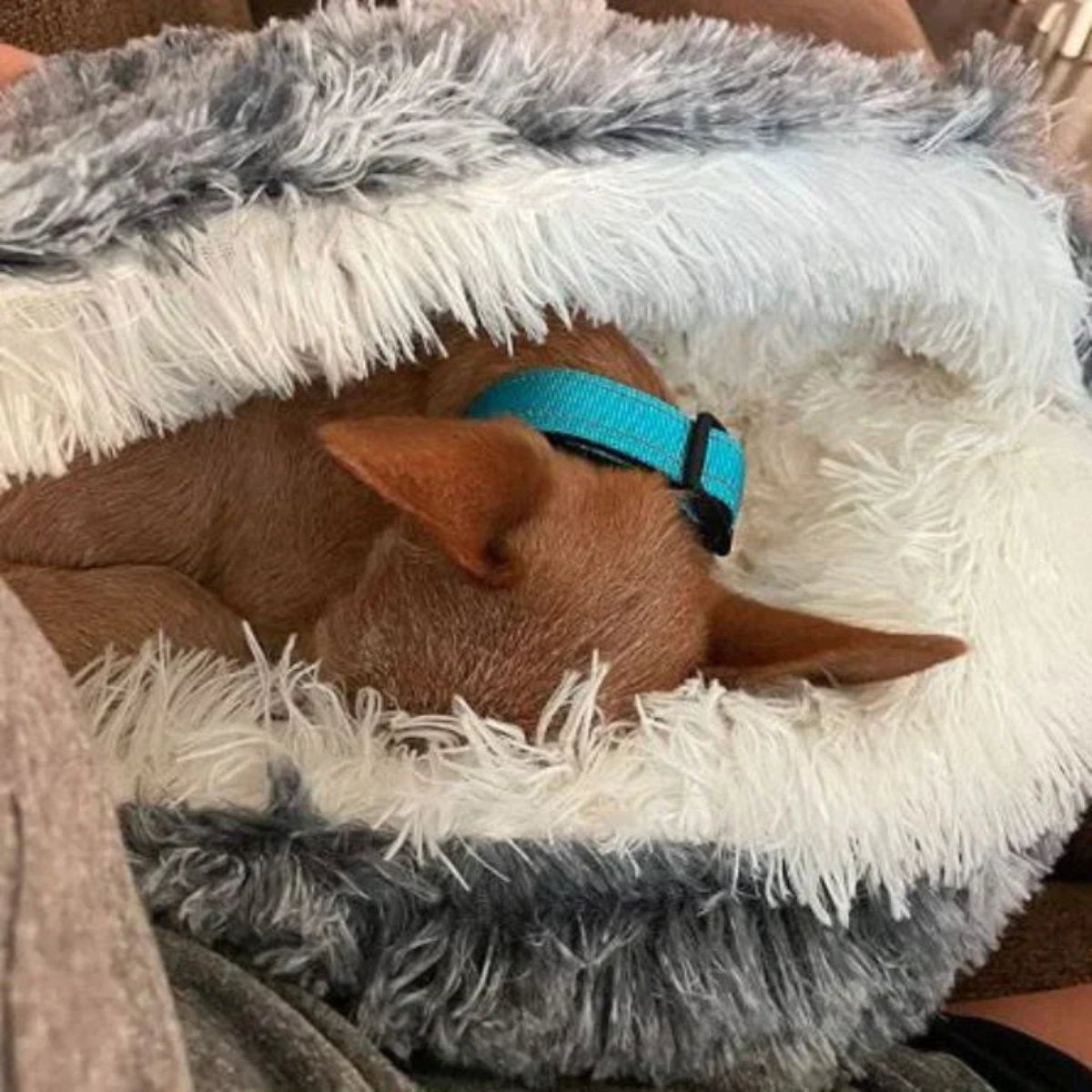 Lit pour animaux Cozy Cave | Lit pour chien apaisant et confortable pour une profonde détente