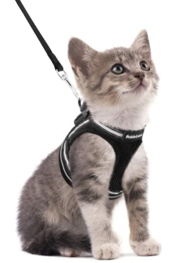 Harnais pour Chat avec Laisse - Sécurité & Confort pour les Aventures