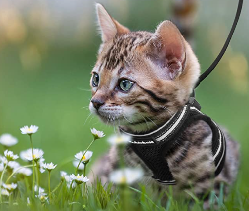 Harnais pour Chat avec Laisse - Sécurité & Confort pour les Aventures