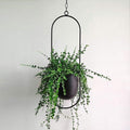 Suspension de plantes au design minimaliste et élégant !