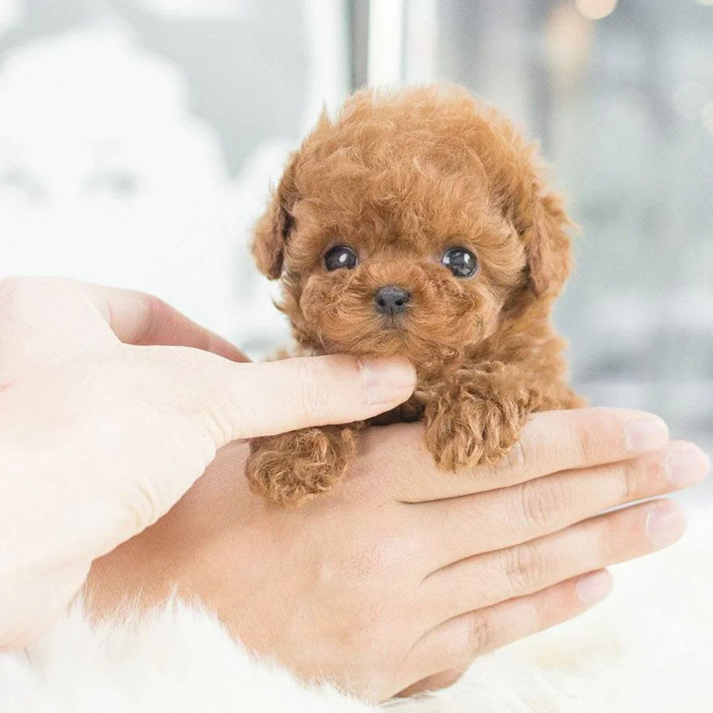 Chiens en Peluche Interactifs - Peluche Réaliste pour Enfants et Adultes avec Mouvements et Sons
