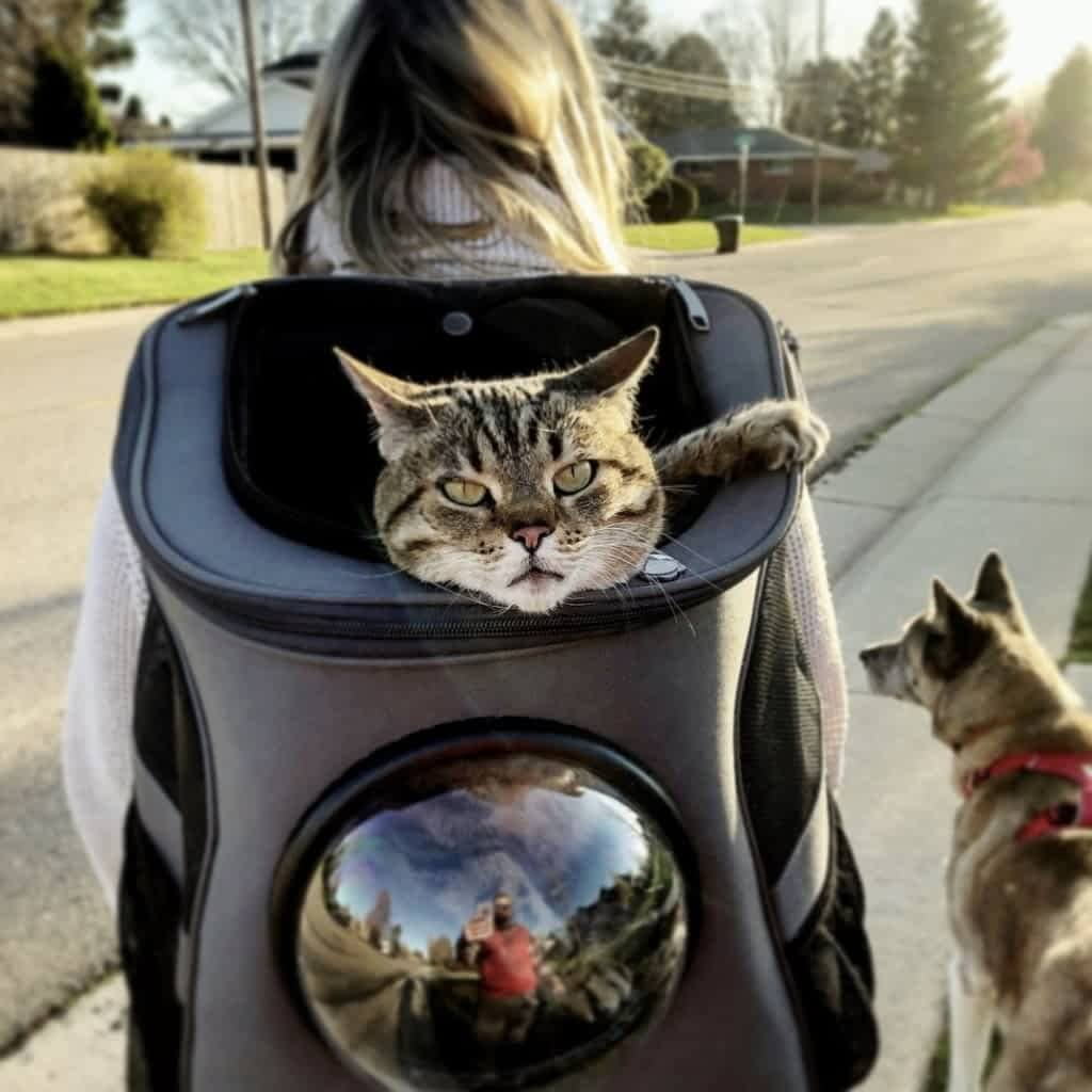 Sac à dos de voyage pour chat avec ventilation à bulles