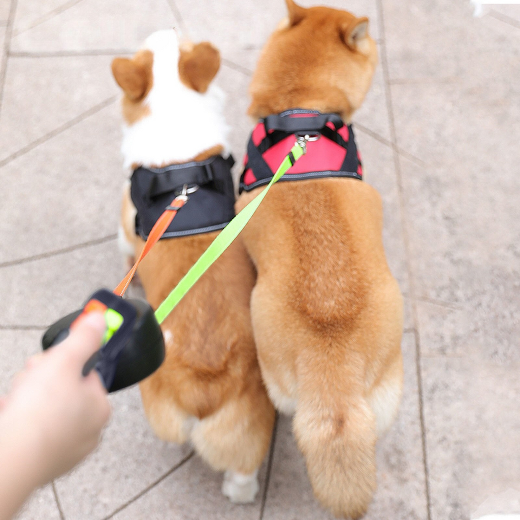 Laisse Double Anti-Enchevêtrement pour Chiens avec Lumière LED pour des Promenades en Toute Sécurité
