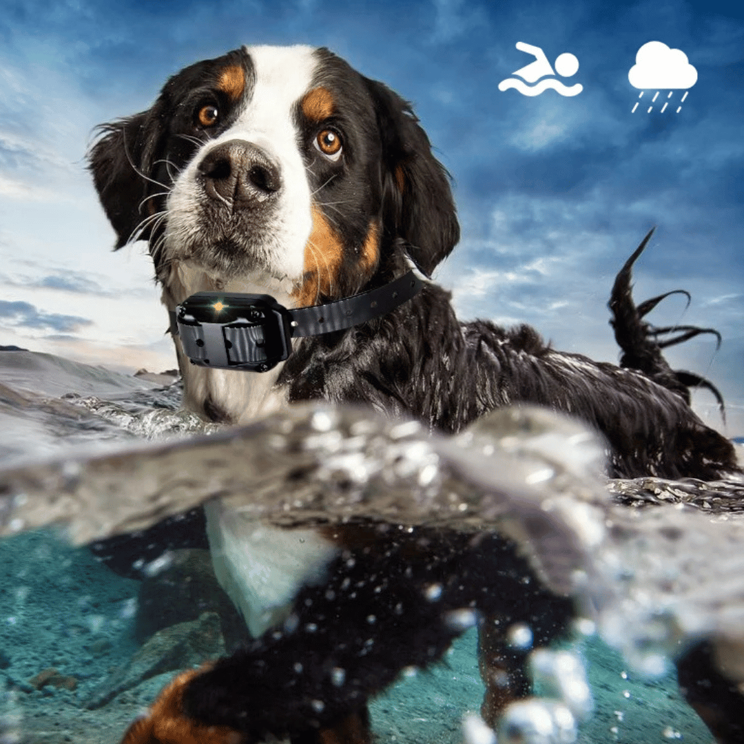 Collier de Dressage Étanche pour Chien avec Télécommande (800m)
